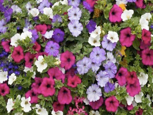 42 Cell Annual Flower Tray