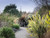 Ornamental evergreen phormium alison blackman