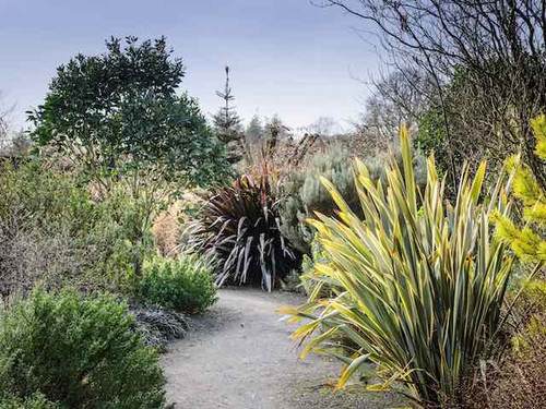 Ornamental evergreen phormium alison blackman