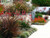 Phormium amazing red plants