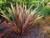 Phormium flamingo plants 9cm pots