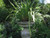 Phormoum tenax plants 9cm pots