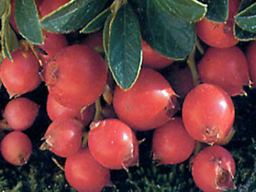 Grow your own pilgrim cranberries for sauce and pies