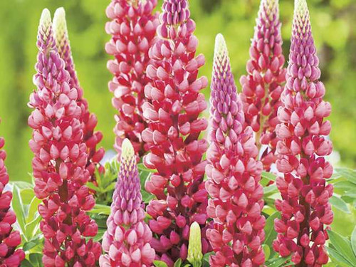 Lupins red and pink mix 1