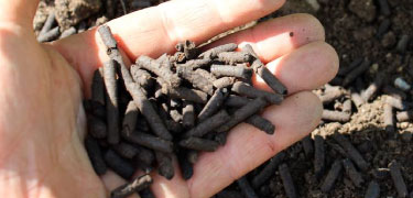 Sustainable fruit and vegetable growers plant feed