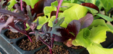 Fruit, vegetable and flowering plants, bulbs and seeds