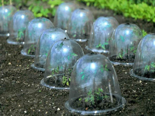 plastic bell shaped garden cloches for plant protection