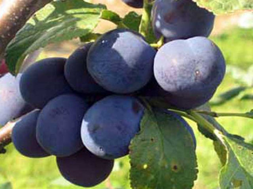 Czar variety of frost resistant plum tree