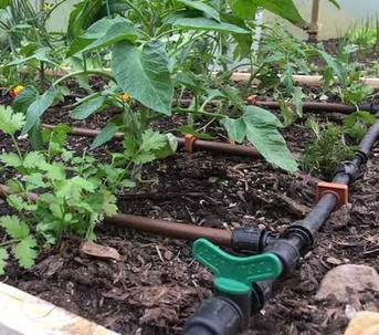 A raised bed with a drip irrigation system installed