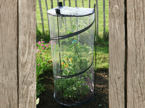 A cloche for growing tomatoes and chillis