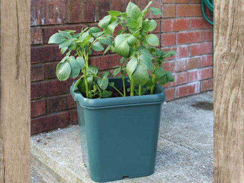 The potato gro pot for growing potatoes anywhere