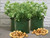 3 potato patio planters with plenty of potatoes