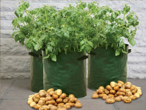 3 potato patio planters with plenty of potatoes