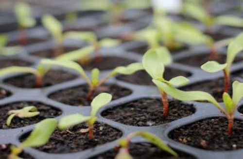 Seedling tray with small seedlings sprouting