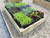 timber raised garden beds for growing vegetables