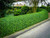 Privet hedge bare root plants for sale