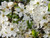 Prunus Avium Wild Cherry