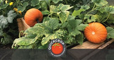 Do Pumpkins Grow in Ireland?