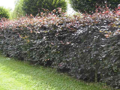 Copper beech hedge bare root plants for sale