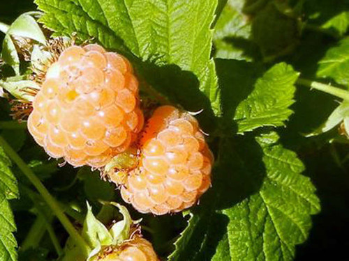 All gold is a golden variety of raspberry