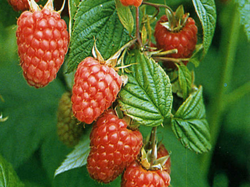 Glen ample variety of raspberry canes