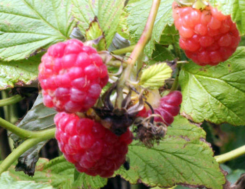 Malling jewel is a variety of raspberry