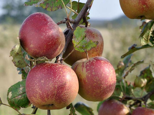 Red Belle de Boskoop red apple on a tree