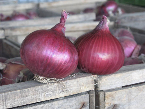 Autumn planted overwintering onion Akado