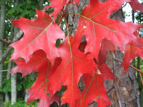 Red Oak foliage