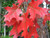 Red oak leaves