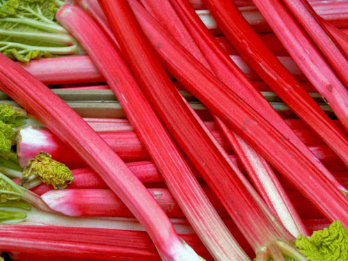 Pile of ripe victoria rhubarb