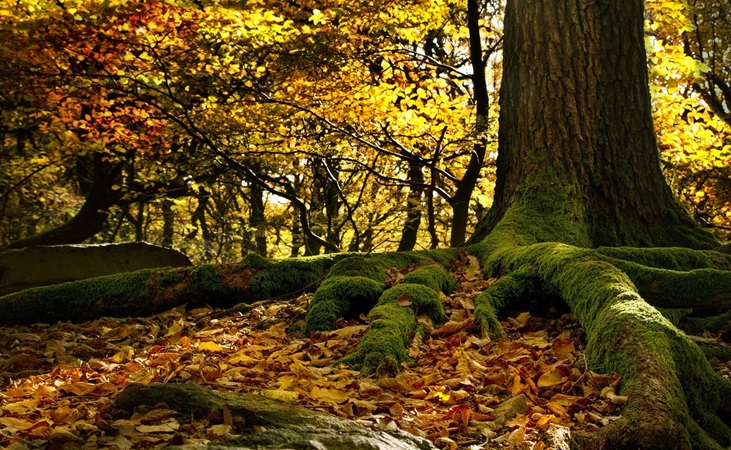 leaf fall among tree roots
