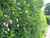 rosa canina bare root hedging plants