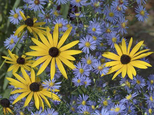 rudbeckia-fulgida-var.-goldstrum mail order