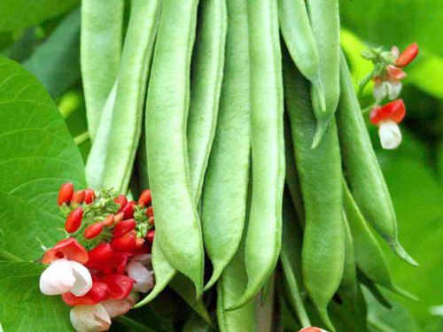 Enorma giant runner beans grow your own