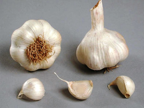 French Sabadrome Garlic Bulbs