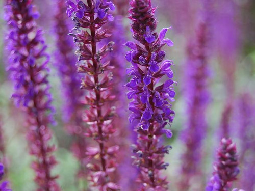 Salvia Nemorosa Caradonna plants for sale online