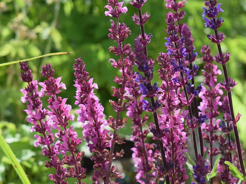 salvia nemorosa sensation rose P9 and 1litre pot plants