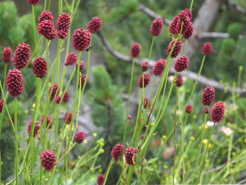 Sanguisorba Officinalis Red Buttons plants for sale online