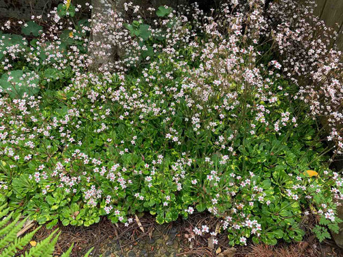 Saxifraga london pride seedling plants