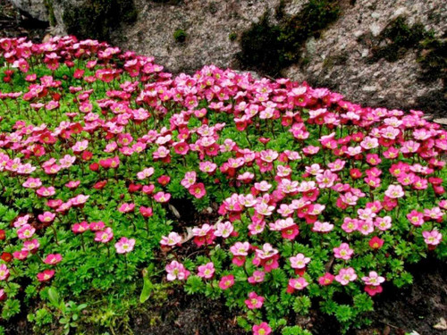 Saxifraga 'Peter Pan' flowering rock plant