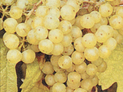 Schonburger variety of grapes for growing