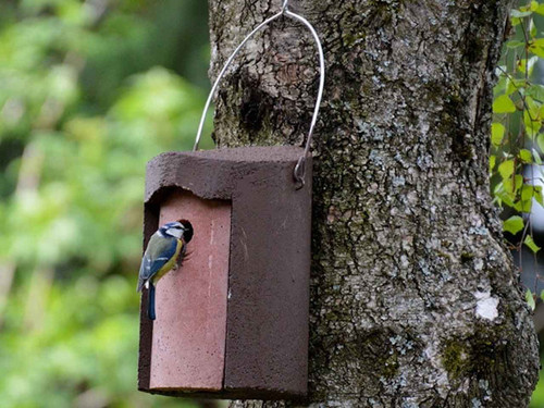 Schwegler 1B woodcrete conservation nest box