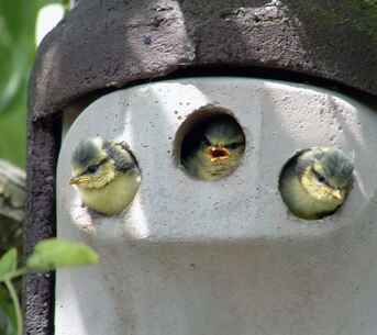 3 Birds looking out from a nest box