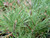 Scots pine - Pinus Sylvestris, 1-3 Pack