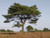 Scots pine - Pinus Sylvestris, 1-3 Pack
