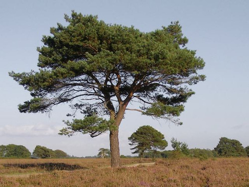 Scots pine - Pinus Sylvestris, 1-3 Pack