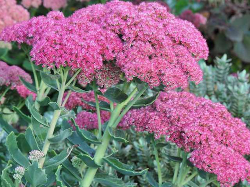 Sedum Herbstfreude (Autumn Joy) plants for sale online