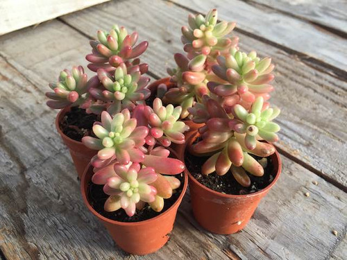 sedum-rubrotinctum red jelly bean plant