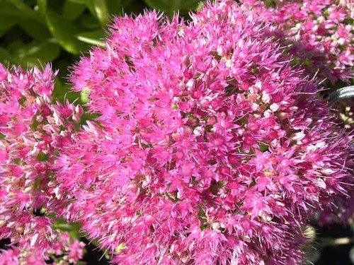 Sedum Spectabile 'Brilliant' plants for sale online